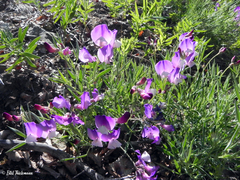 Lathyrus magellanicus