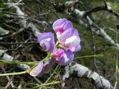Lathyrus magellanicus
