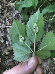 Dasineura parthenocissi