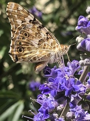 Vanessa cardui
