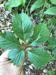 Dasineura parthenocissi