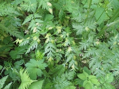 Plasmopara chaerophylli