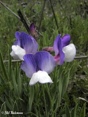Lathyrus multiceps