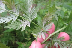 Plasmopara chaerophylli