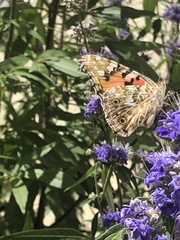 Vanessa cardui