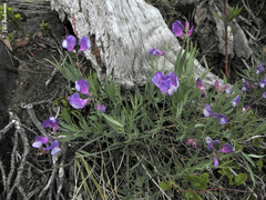 Lathyrus multiceps