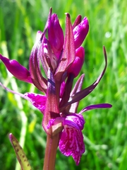 Dactylorhiza lapponica