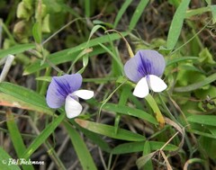 Lathyrus pusillus