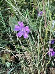 Malva sylvestris