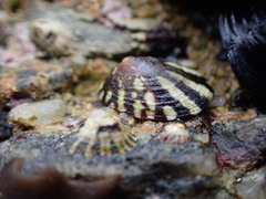 Lottia paradigitalis