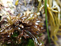 Mazzaella affinis