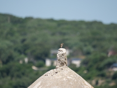 Muscicapa striata tyrrhenica