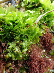 Ulva californica