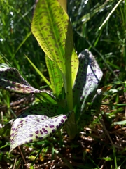 Dactylorhiza lapponica