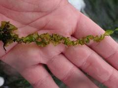 Ulva taeniata