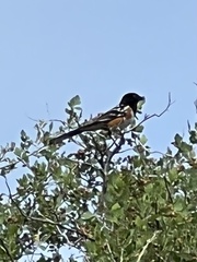 Pipilo maculatus curtatus