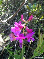 Lathyrus subandinus