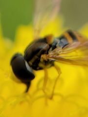 Toxomerus marginatus