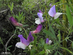 Lathyrus subandinus