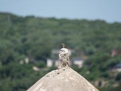 Muscicapa striata tyrrhenica