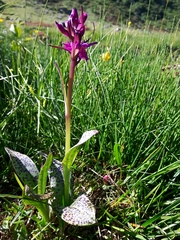 Dactylorhiza lapponica