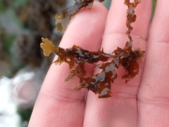 Dictyopteris undulata