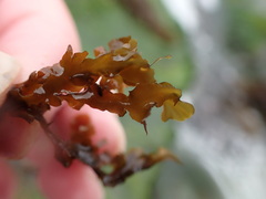 Dictyopteris undulata