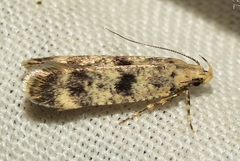 Bryotropha domestica