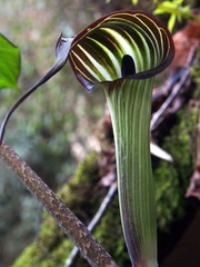 Arisaema consanguineum