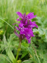 Dactylorhiza cordigera
