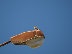 Muscicapa striata tyrrhenica