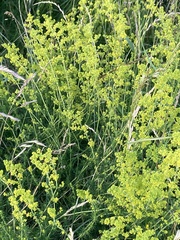 Galium verum