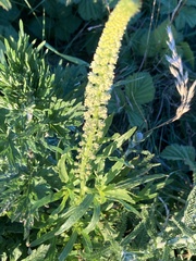 Reseda lutea