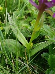 Dactylorhiza cordigera