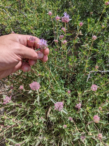 Monardella odoratissima