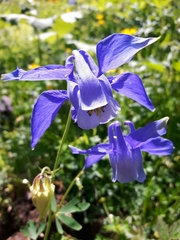 Aquilegia alpina