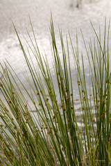 Juncus filiformis