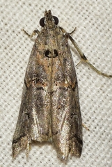 Pempelia genistella