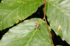 Rhagio hirtus