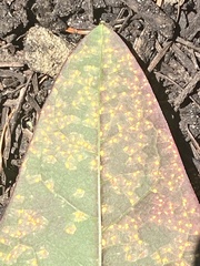 Melampsora hypericorum