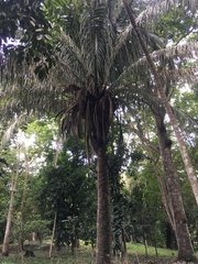Attalea butyracea