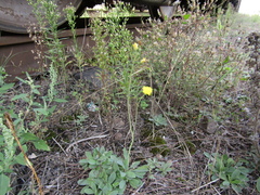 Pilosella piloselliflora