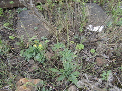 Pilosella piloselliflora