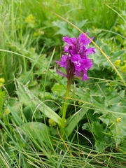 Dactylorhiza cordigera