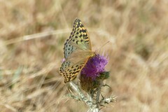 Argynnis pandora