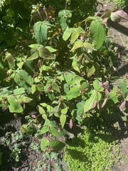 Melampsora hypericorum