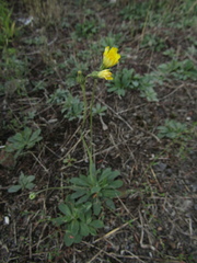 Pilosella piloselliflora