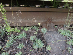 Pilosella piloselliflora