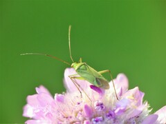 Calocoris