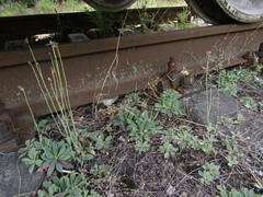 Pilosella piloselliflora